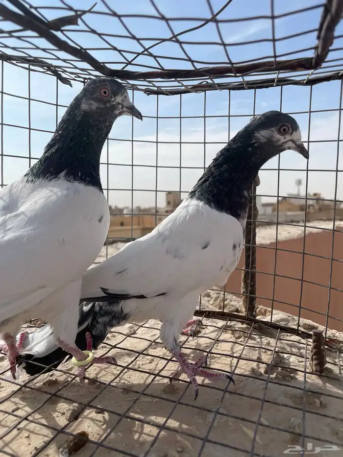 حمام باكستاني 2