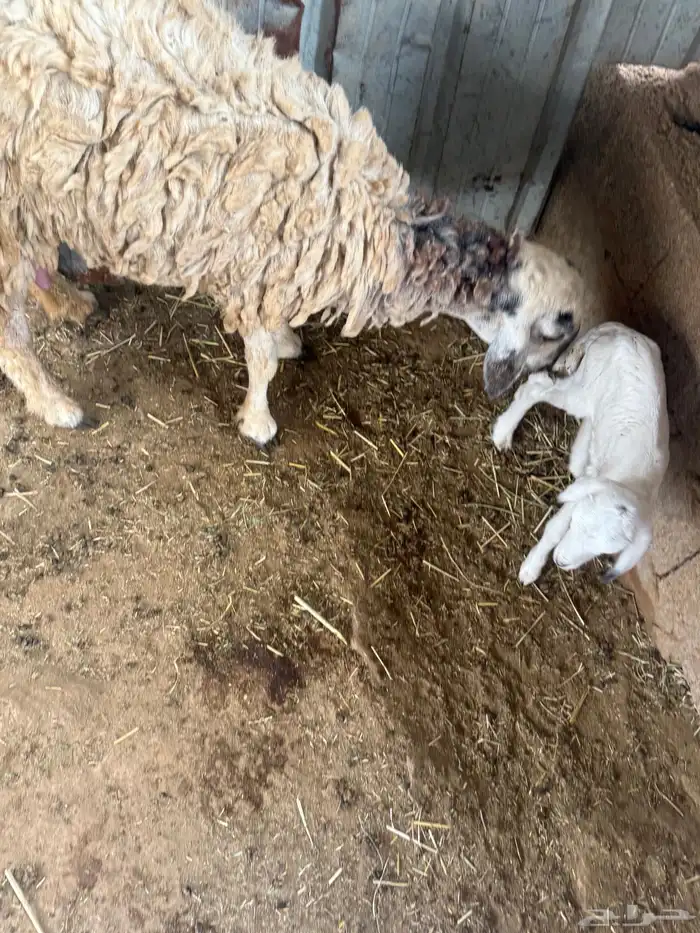 رخله رباع منتجه أنثى 1