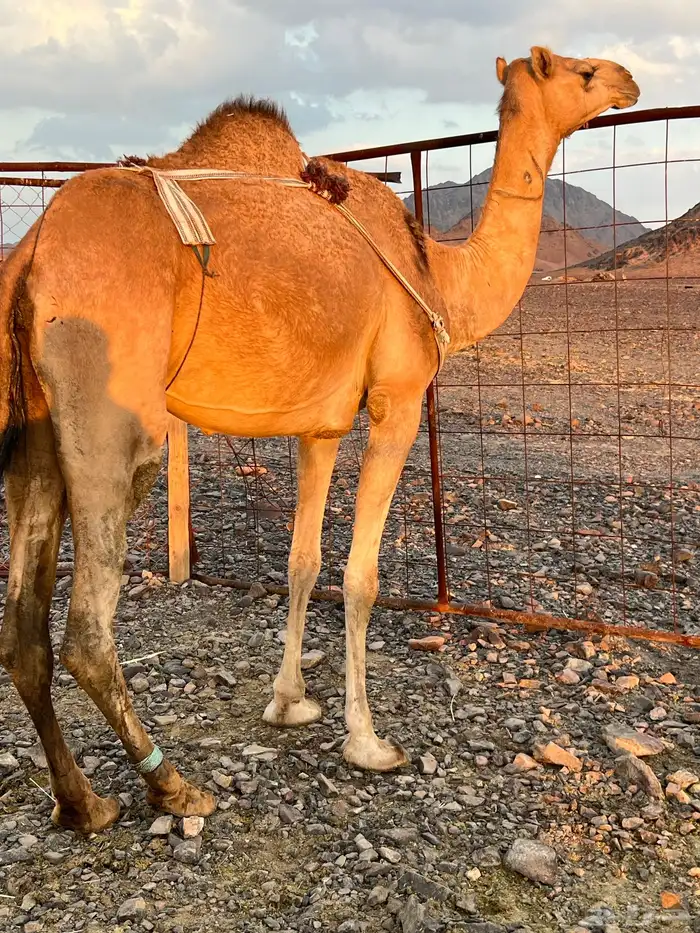 خلفه بكره بكر ناقه حليب ب 11500 تم البيع 2