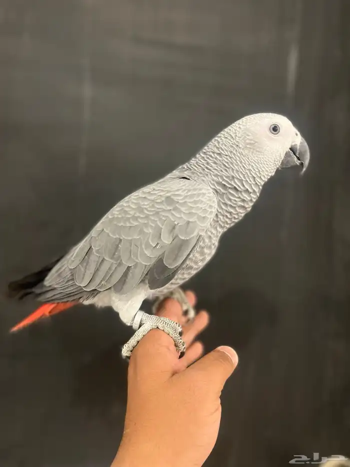 فرخ كاسكو حمامه وثلجي 4