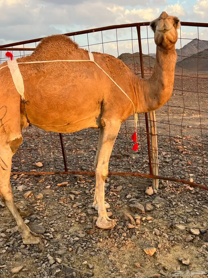 خلفه حمرا مجموع مجموع ب 11800 يبلاش 5