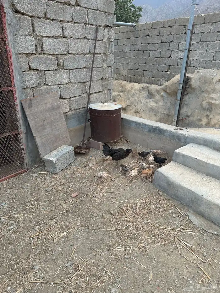 دجاجة بلدي مفرخه 1