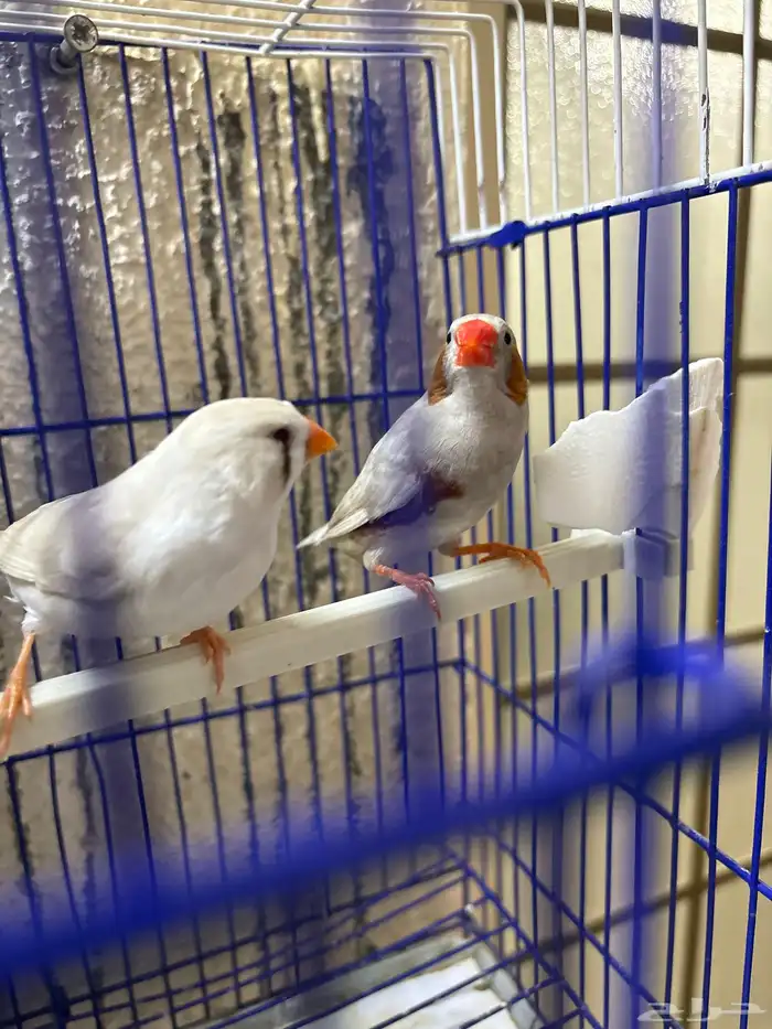 للبيع زوج زيبرا 0