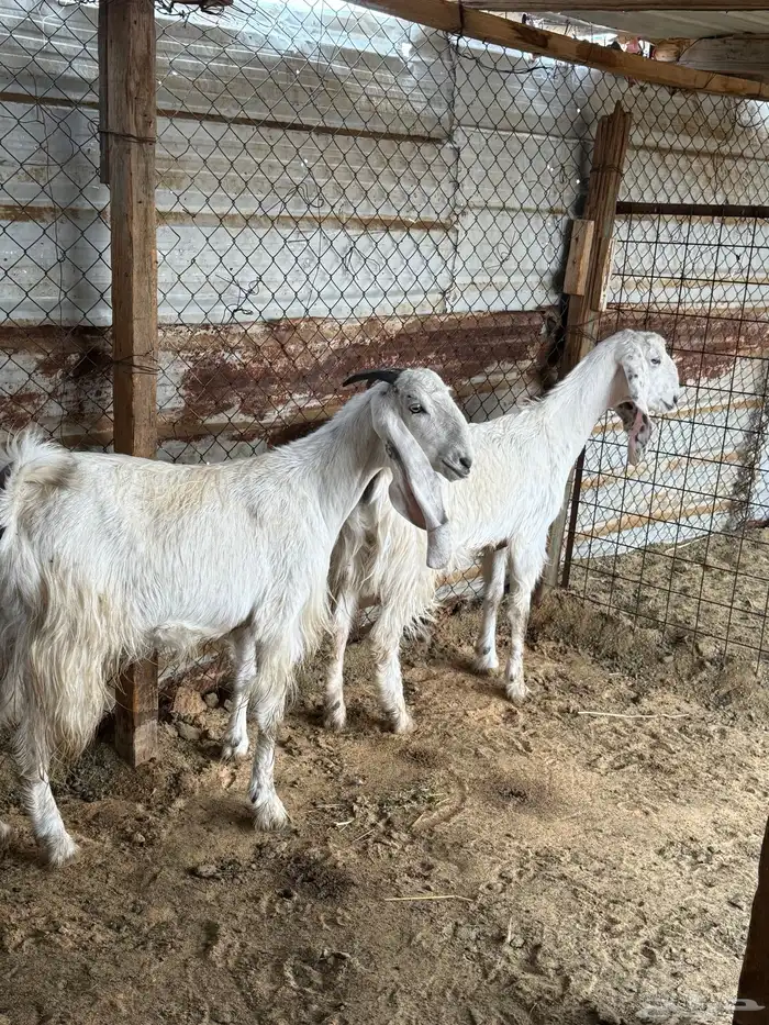 عنزين حلوات ثنية ورباع مضاريع 0