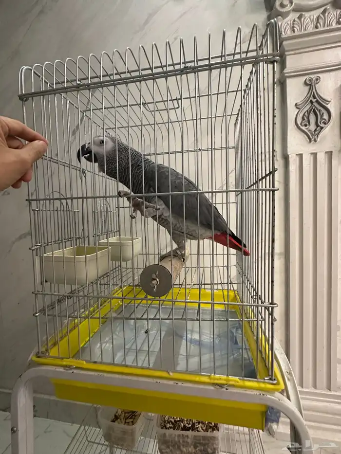 فرخ كاسكو جرئ متكلم على اليد ( تم البيع ) 2