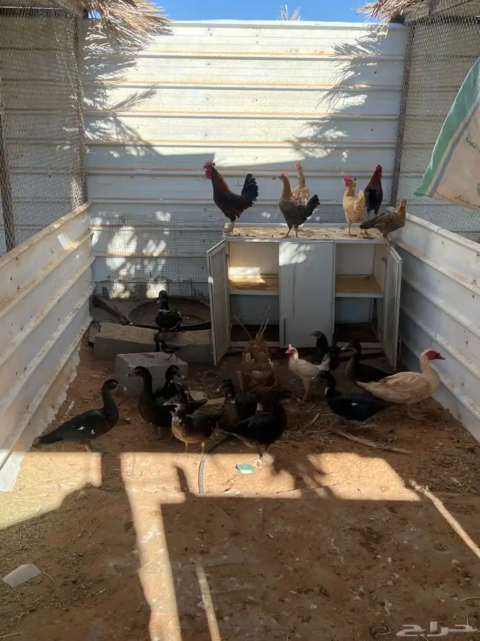 دجاج وبط بلدي 1