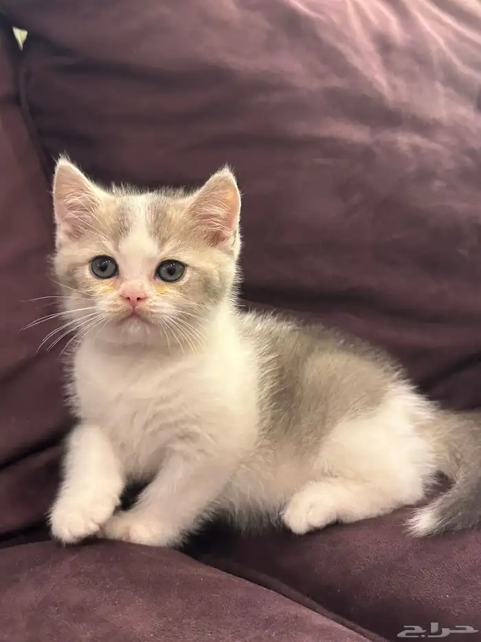 كيتن للبيع اناث وذكوره 0