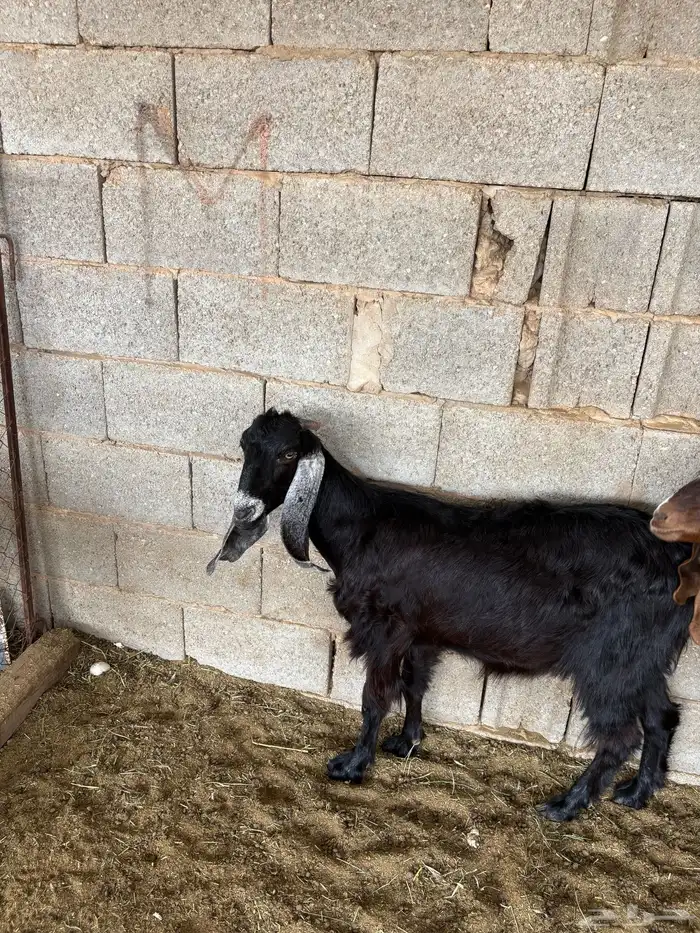 معزا مضاريع 1