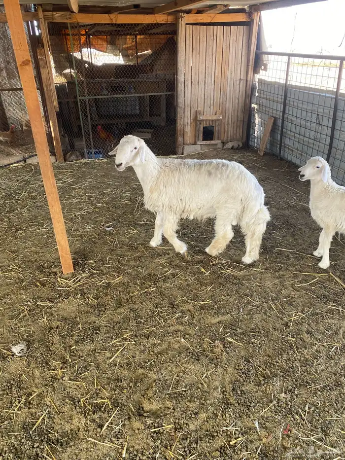 ثلاث خرفان ورخل 2