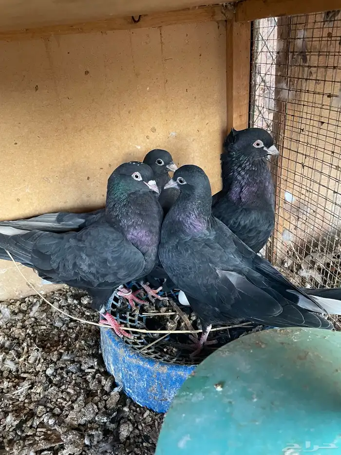 اعرض لكم حمام قطايف 2