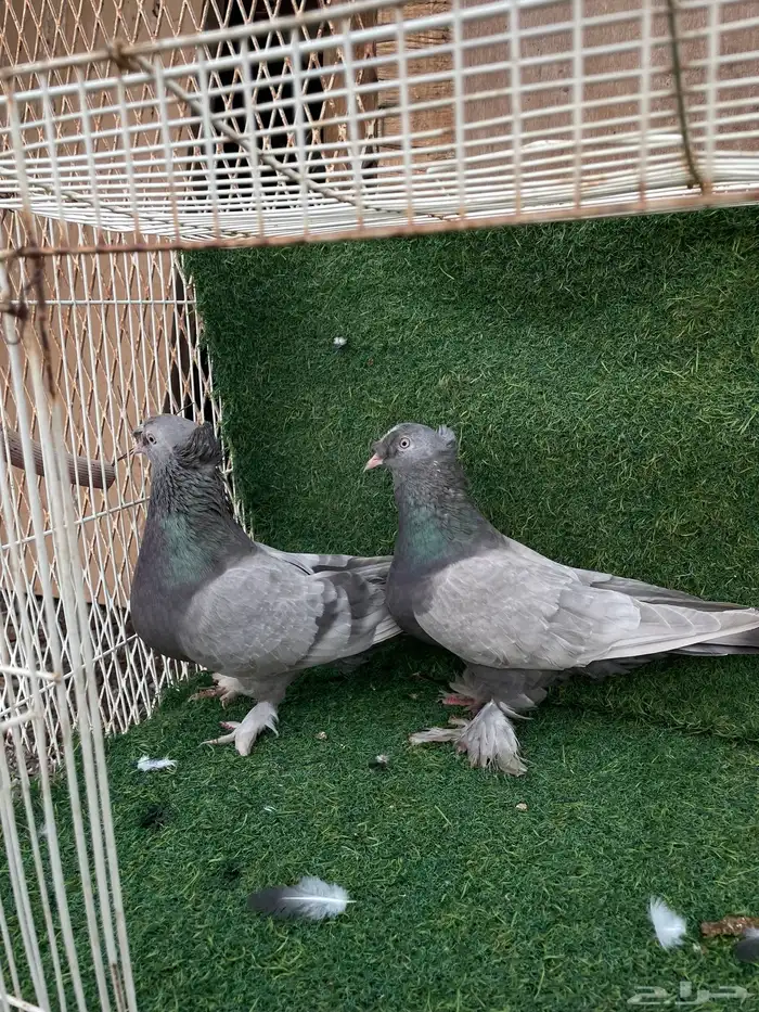 جوز تركي تب التب 2