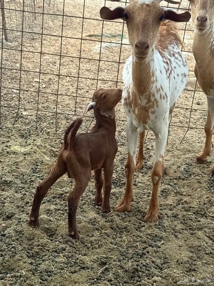 معزا مواليد 0