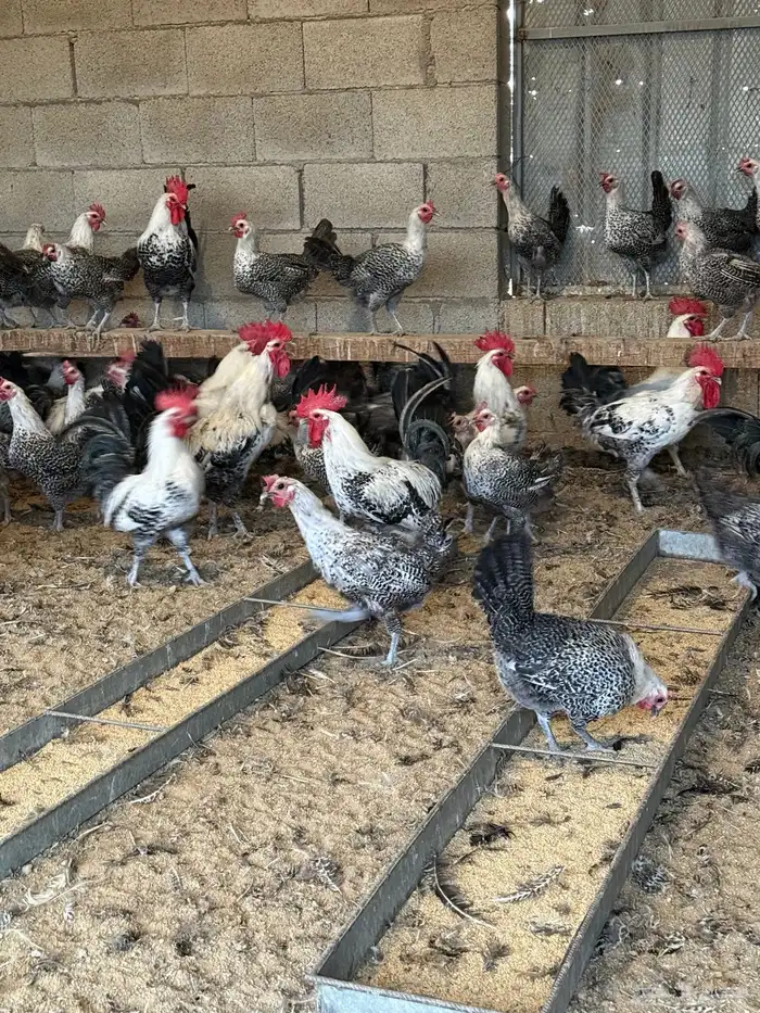 دجاج فيومي بياض 1