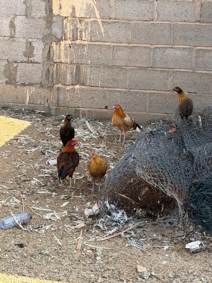 دجاج للبيع 8