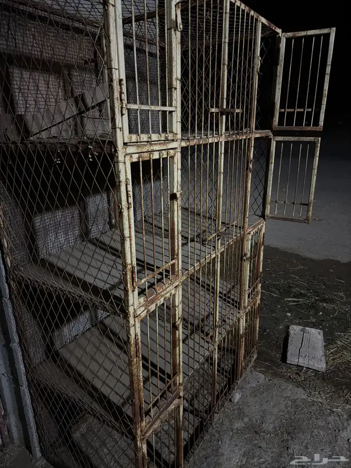 محكر حمام وتسمين ديوك 3