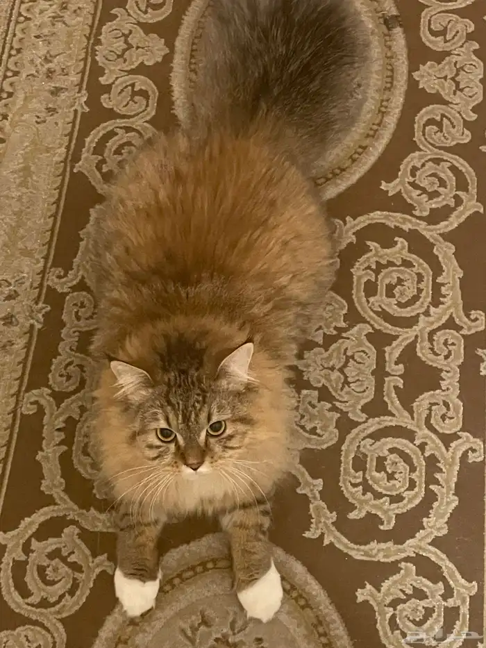 قطه عمر 6 اشهر ونصف نوعها مين كون النادر 3