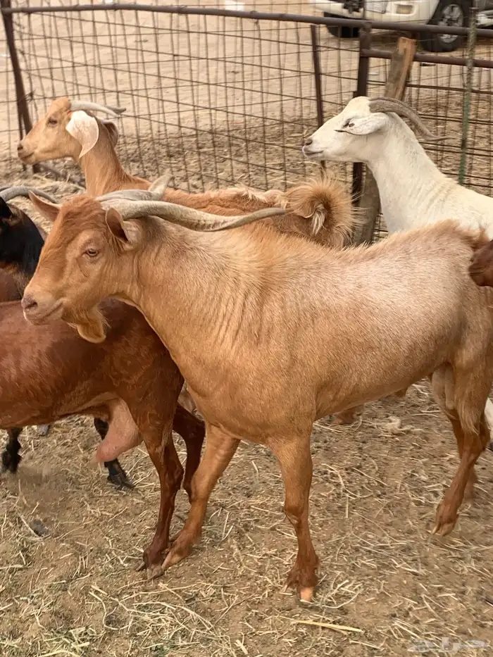 للبيع معزا جفار بيشيات برص ومعزا دهم 1