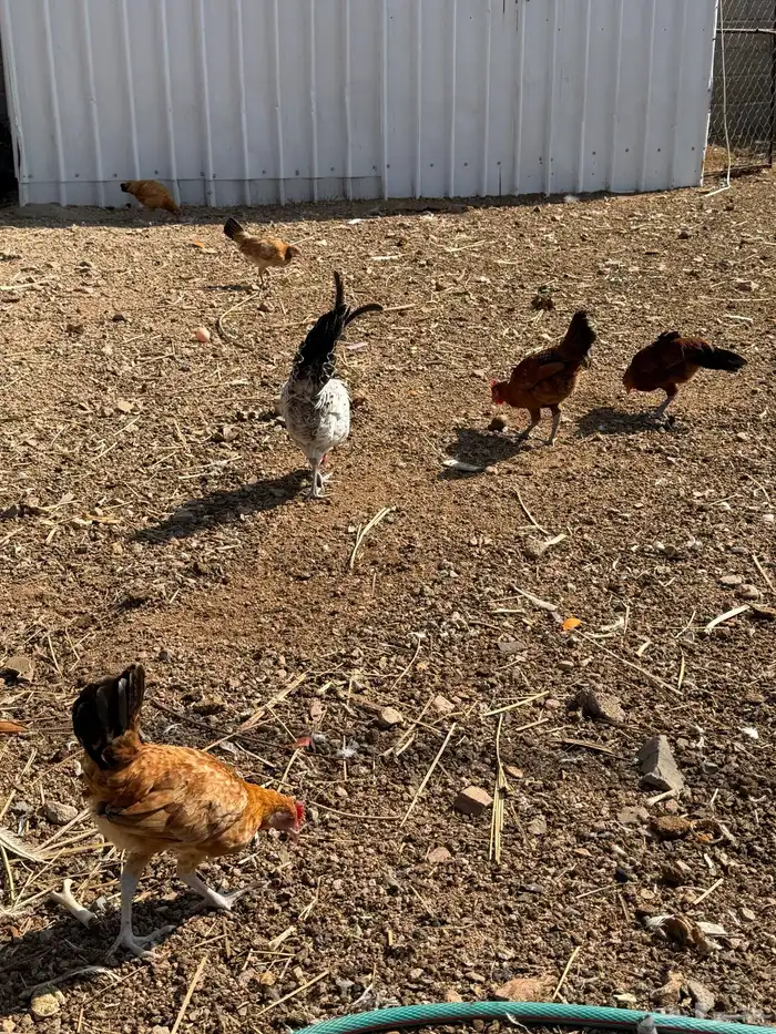 دجاج للبيع 6