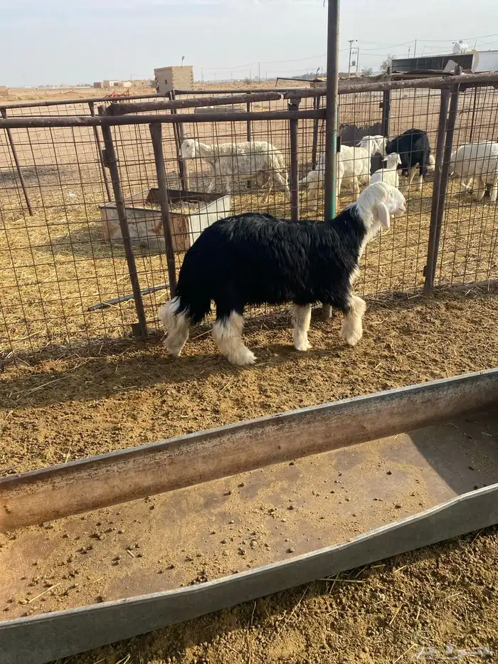 ثلاث خرفان ورخل 5