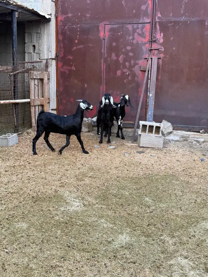 جفار من حلالي نظيفه 15