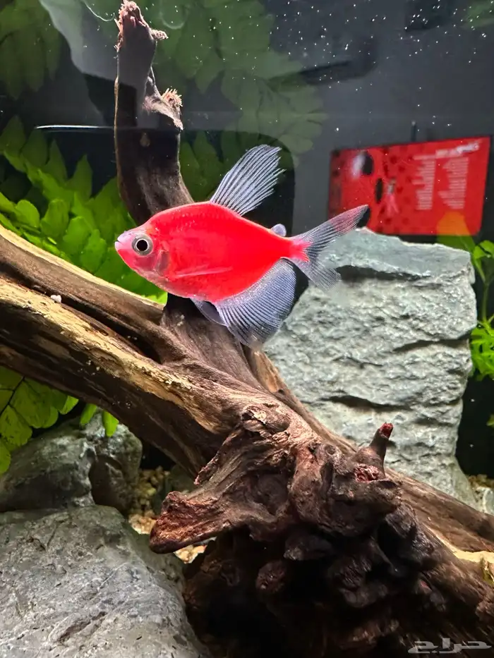 أسماك زينة للبيع 0