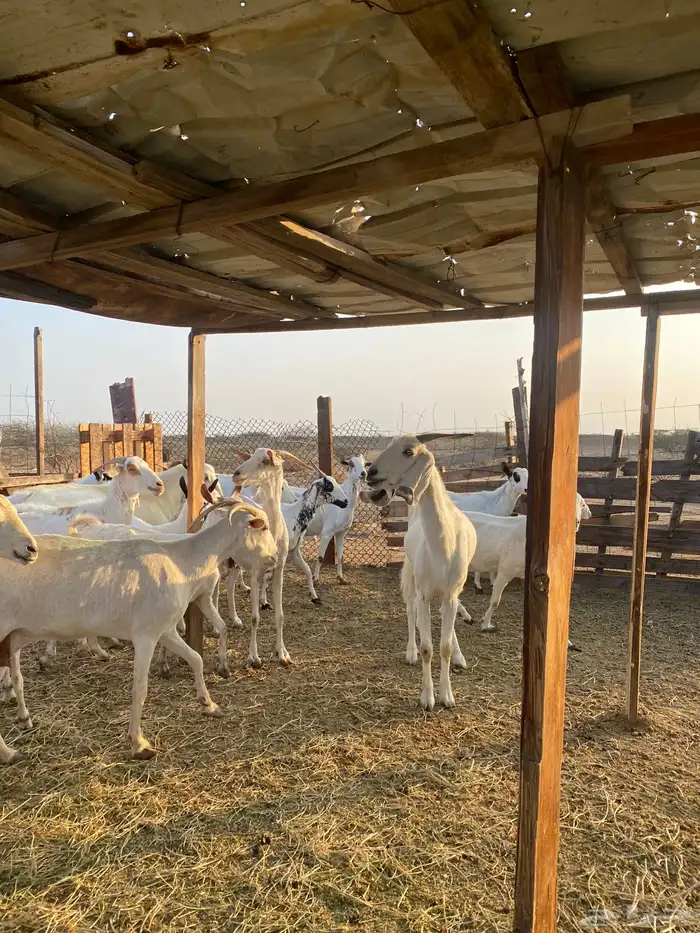 للبيع معزا بيشيات بالفحل دفيع ومضاريع 15