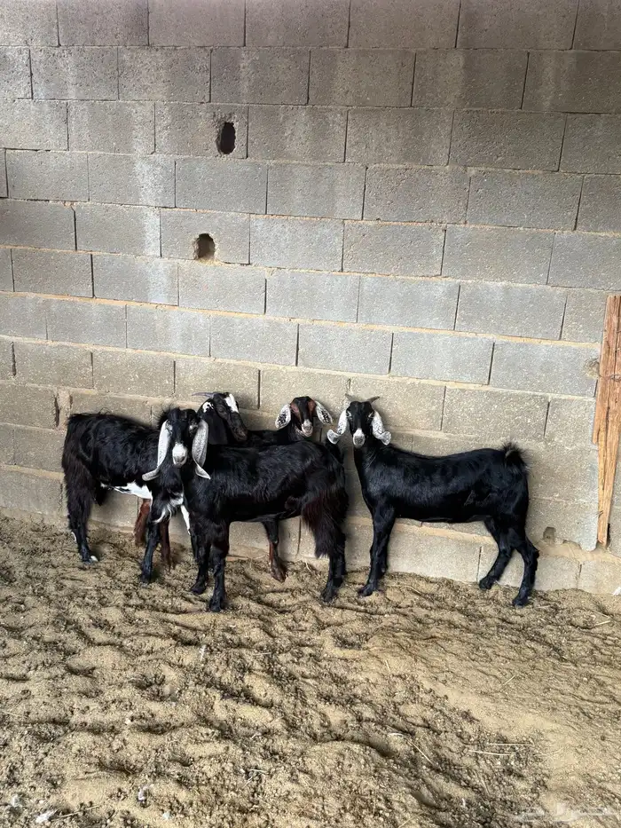 جفار من حلالي نظيفه 0