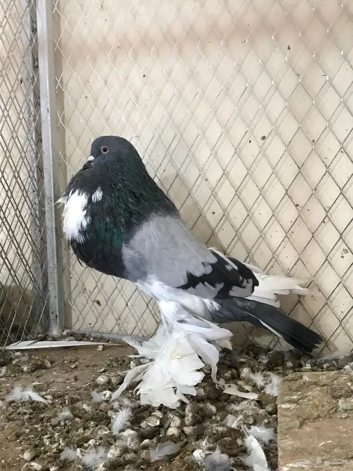 للبيع فحل ابو مريان هلال 1