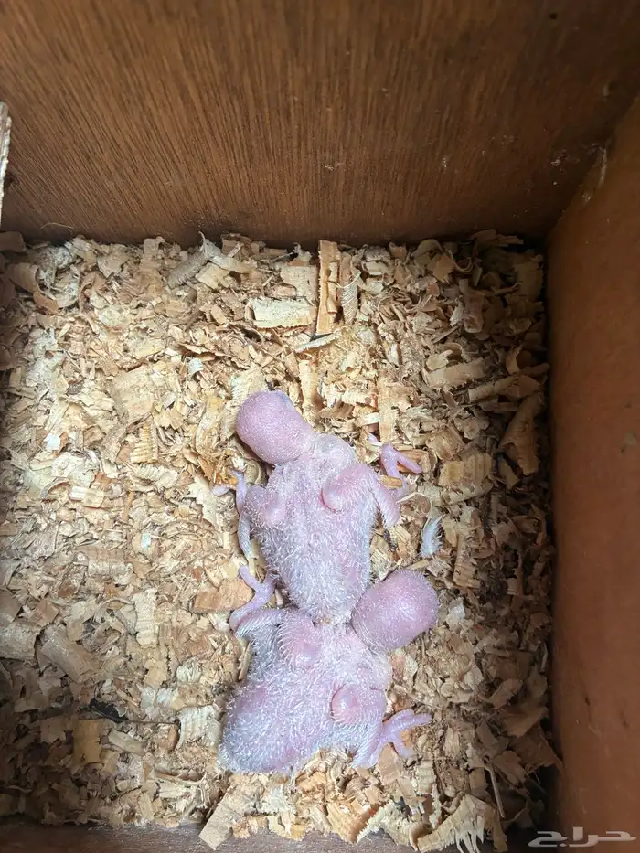 جوز روز البينو صافي تحته فرخين ماشاءالله 1