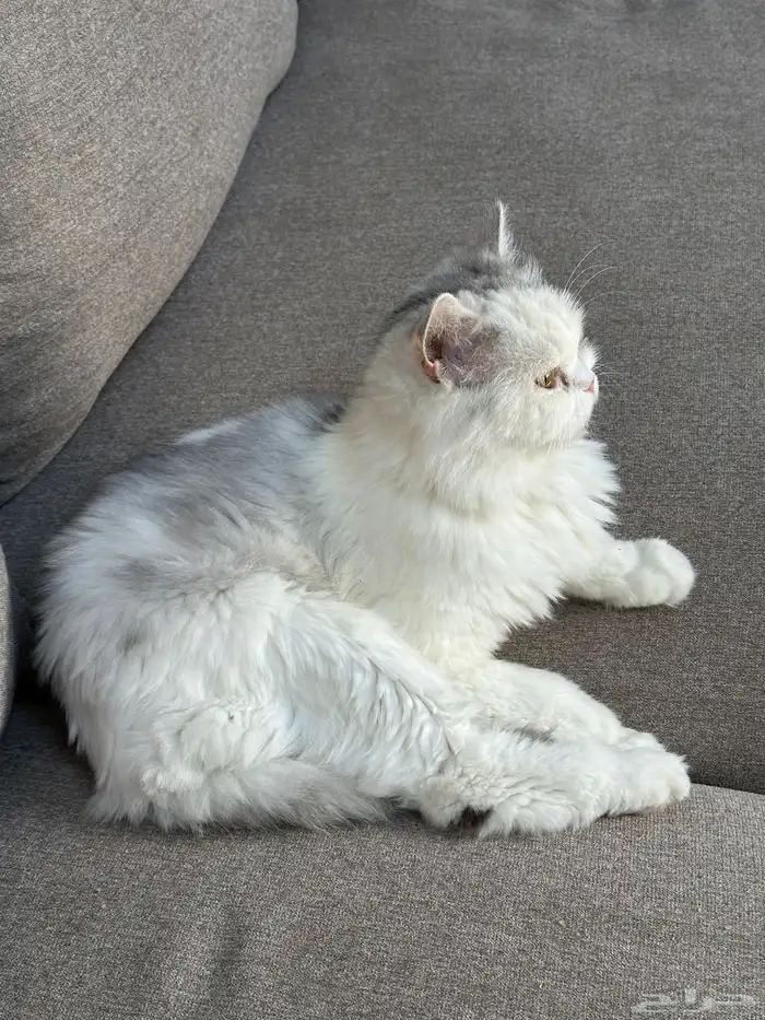 قطه للتبني 0