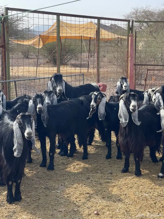 معزا ( تم البيع ) 9