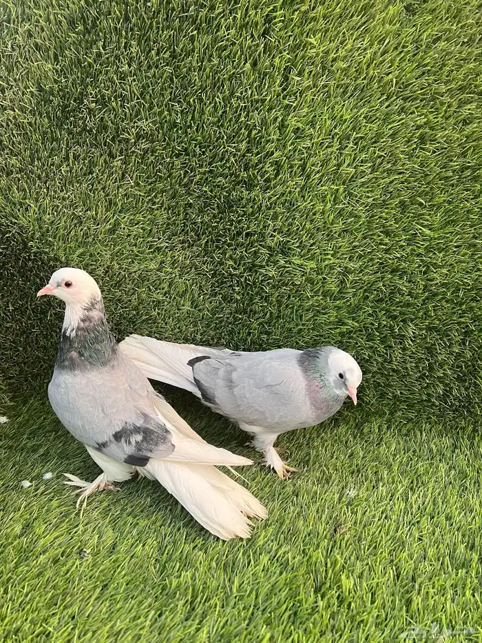 حمام تركي جوز 4