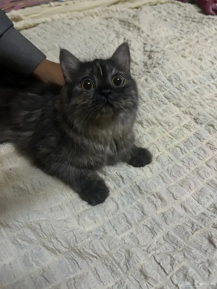 بسه شيرازيه تايقر انثي 4