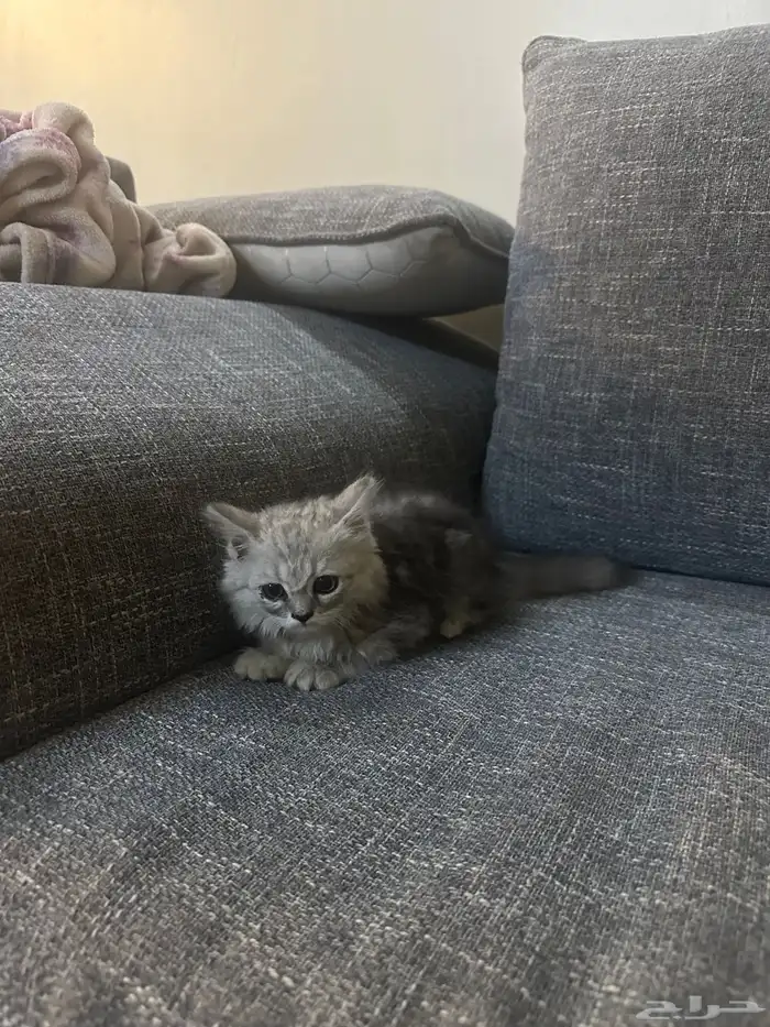 قطه للتبني مع جميع اغراضها 1