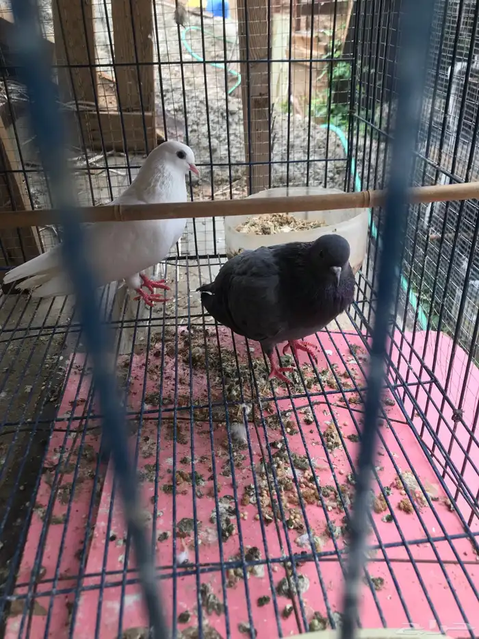 صنعاني اصيل شيبه صوت ناعم وحجم صغير 23