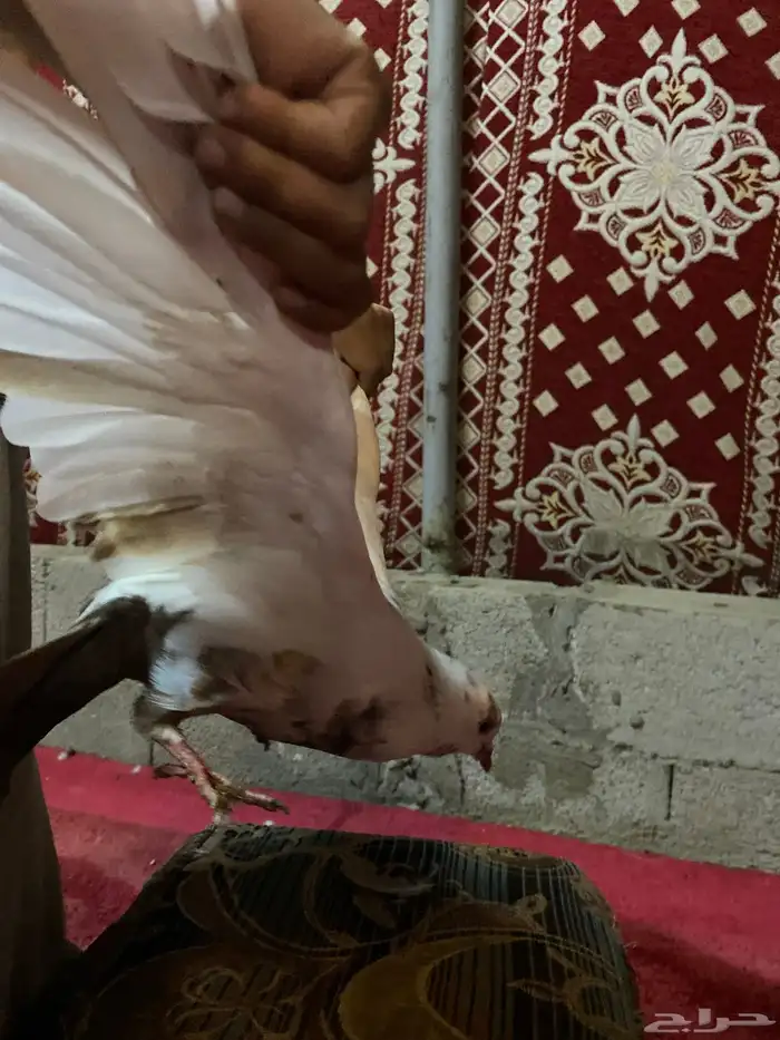 حمام للبيع 4