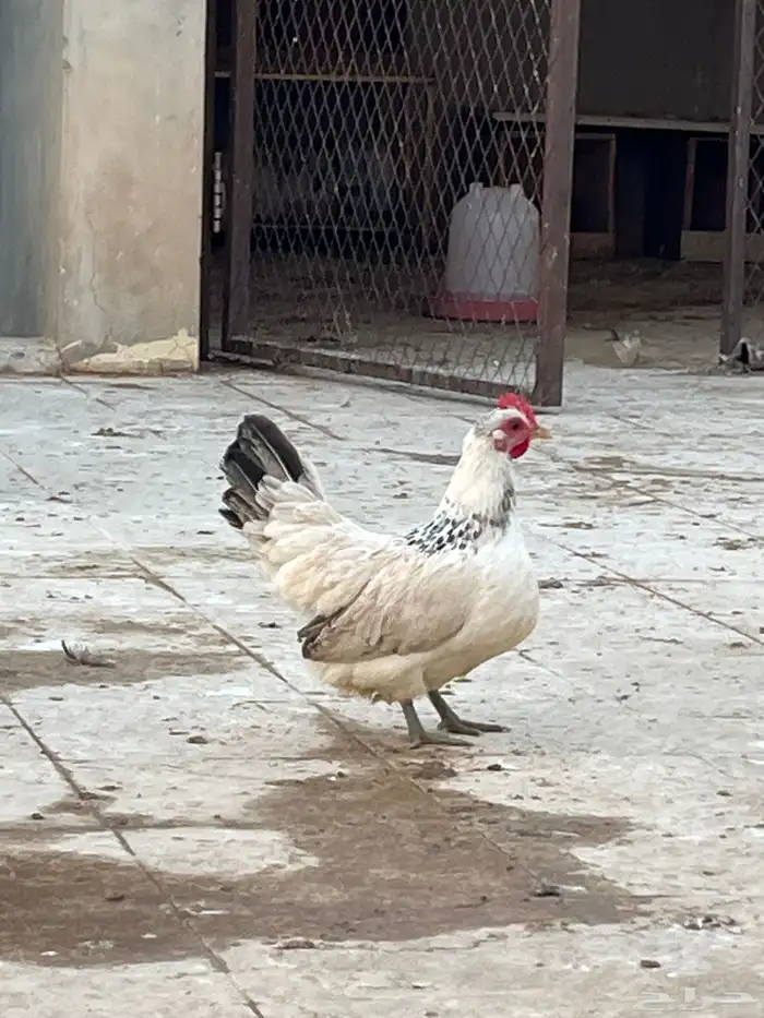 طقم جابنيز مميز نوادر اصل 4