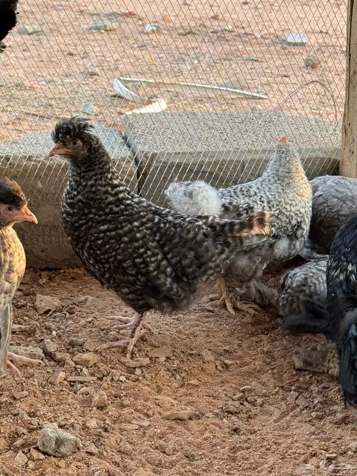 دجاج براهما 3