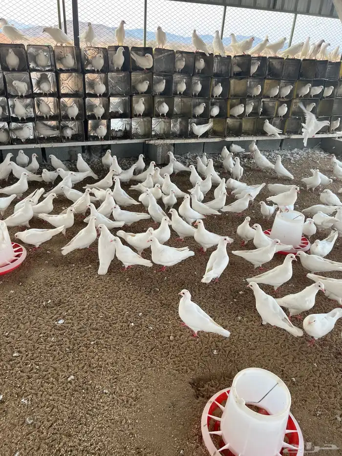 حمام فرنسي جامبو للبيع 0