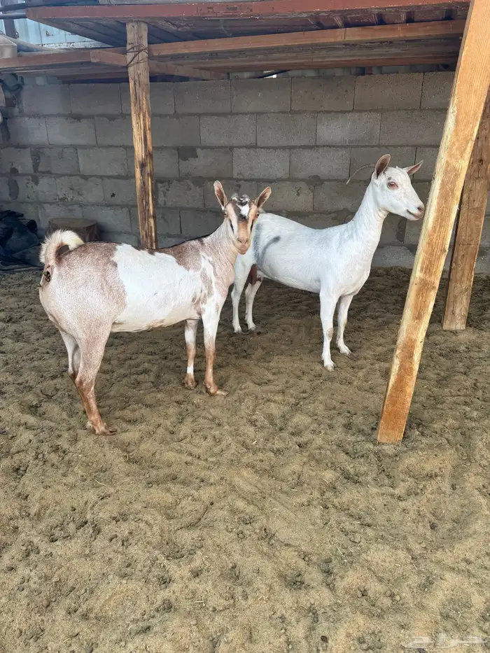 معزه ثلاث شرط الدفيع والسن وحده سديس وثتين توهم صفين 0