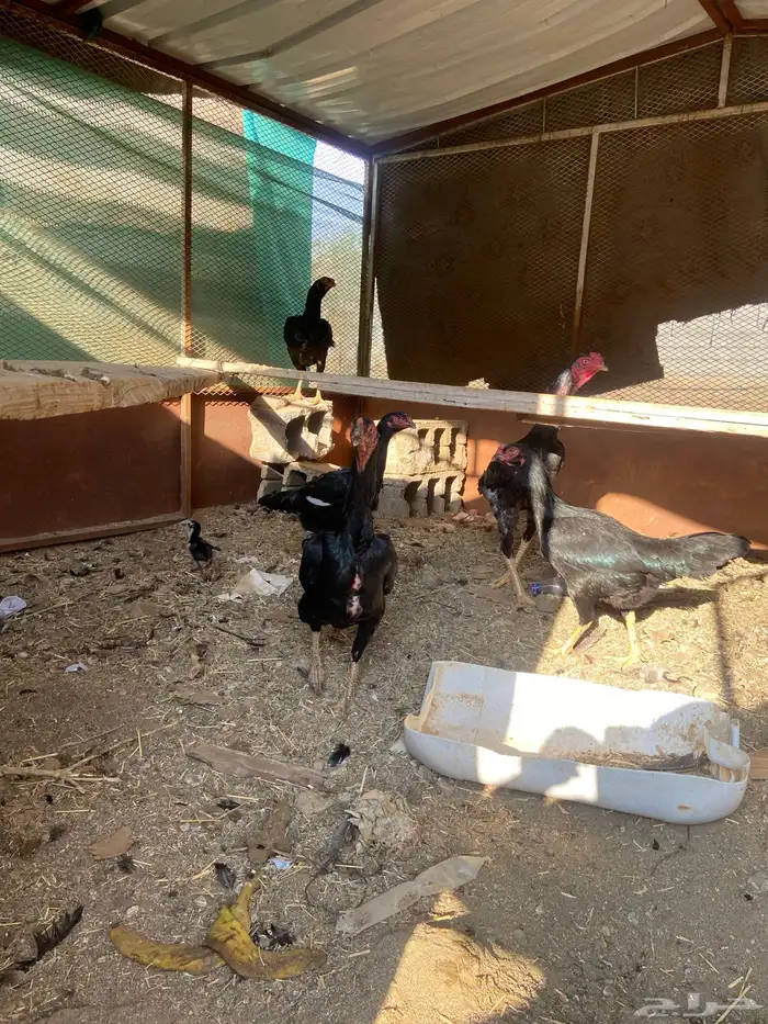 دجاج شامو اسود لاماع 1