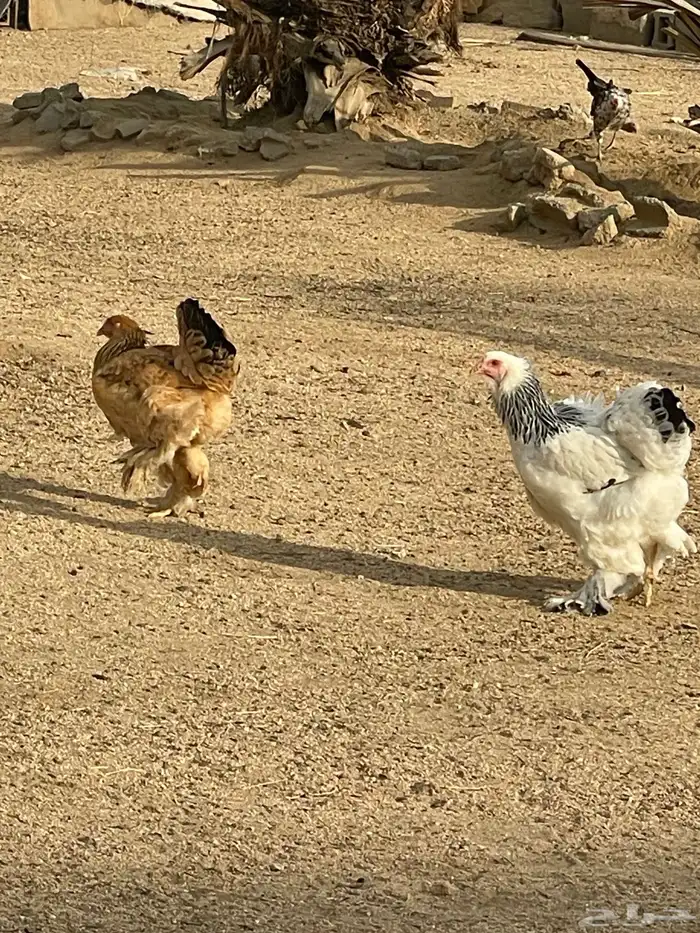 دجاج براهما كولمبي   بو 1