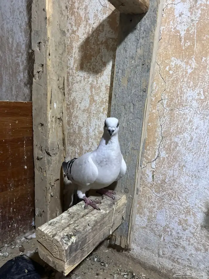 حمام شامي كشيش 1