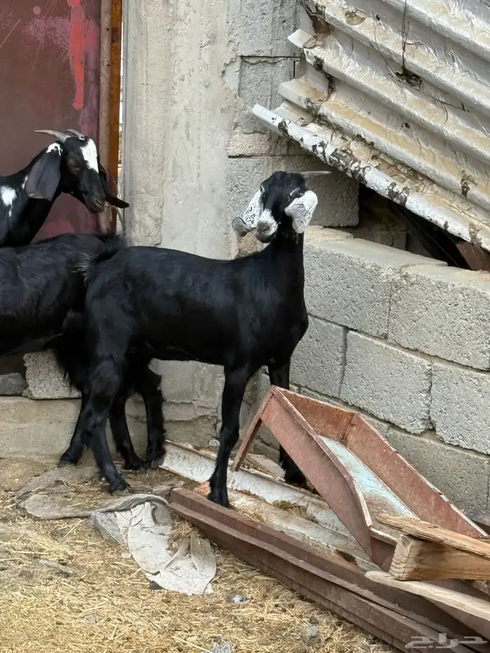 جفار من حلالي نظيفه 11