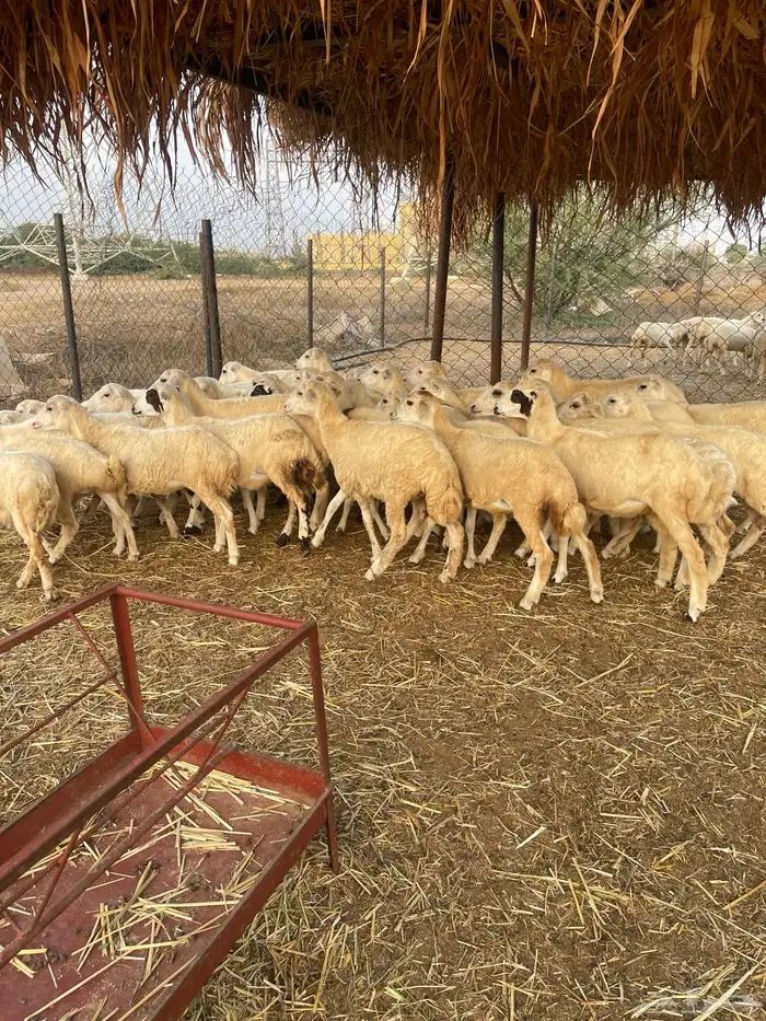 رخال بلدي رفيدي 1