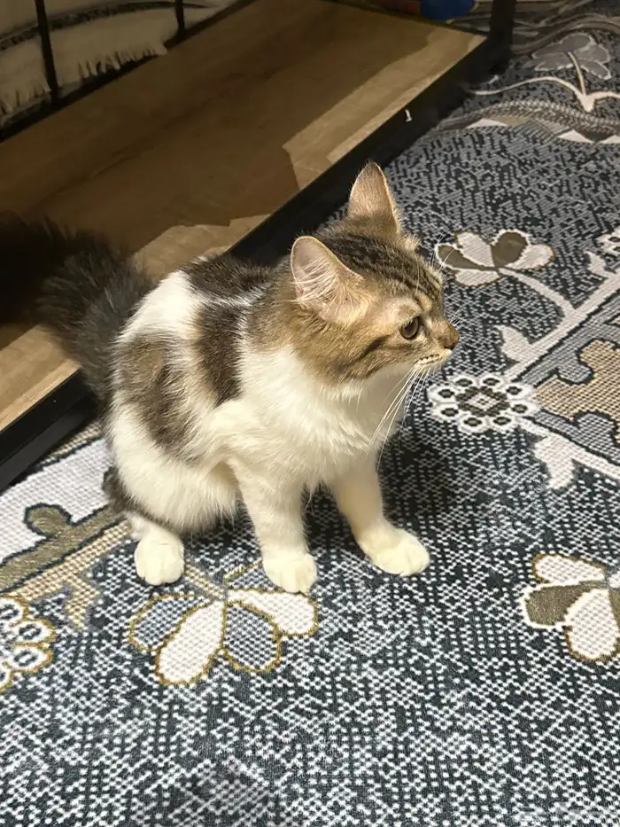 قطط للتبني كلهم متعقمين 1