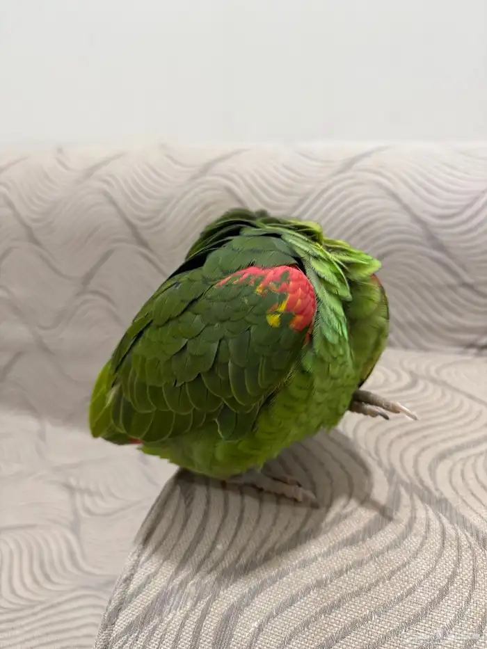 أمازون عمر سنة ومتكلم 3