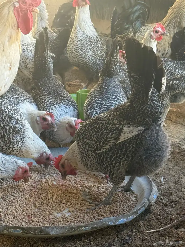 دجاج فيومي شبابي بياض 2