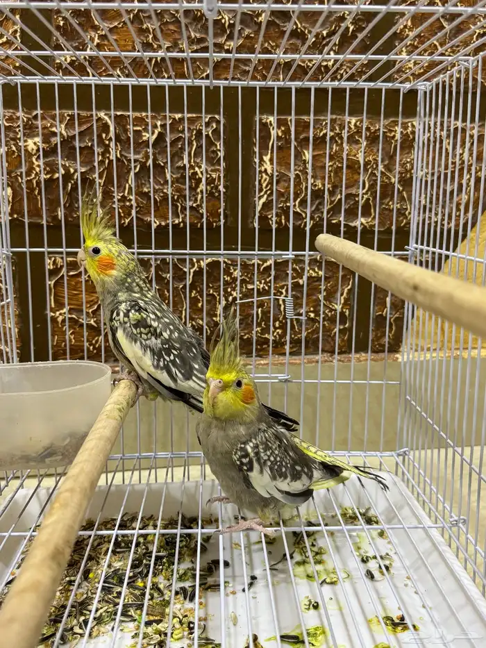 عصافير كروان 6