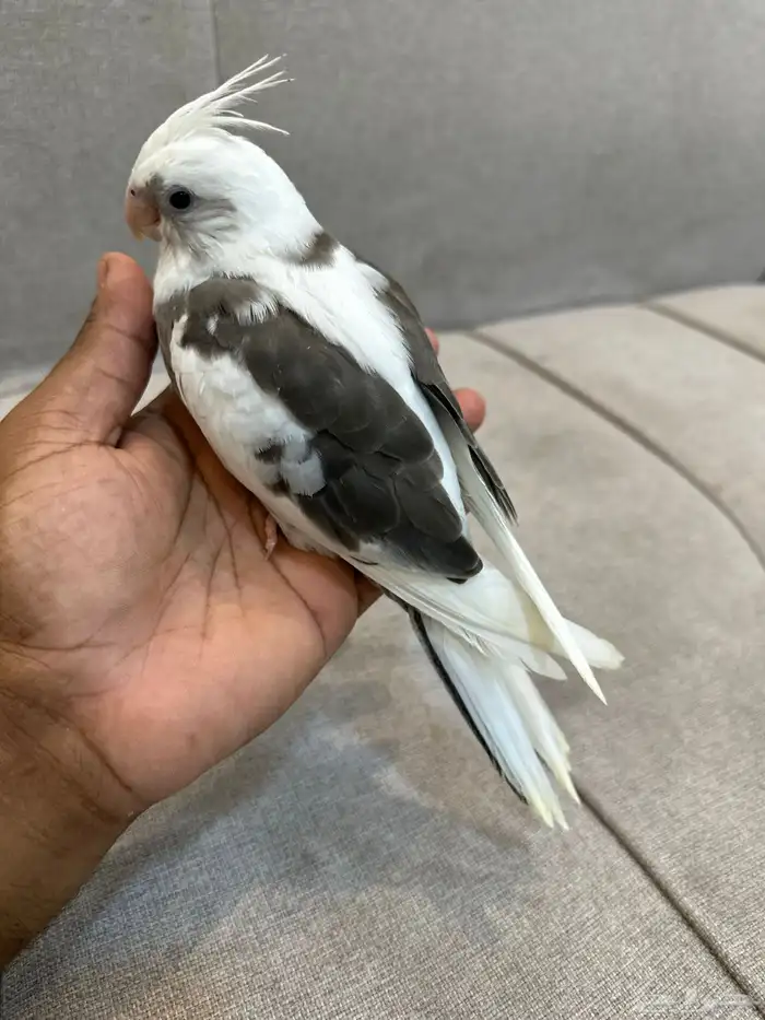 للبيع فرخ كروان كريمي 1